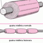 approfondimento-mielina